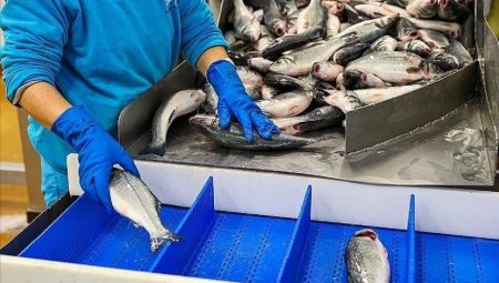 Ordu Balı İngiltere Yolcusu: 10 Ton Bal İhraç Edildi