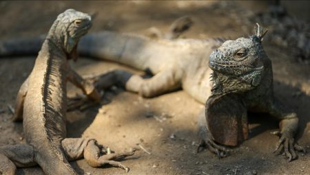 Tayvan’da Yeşil İguana Krizi: 120 Bin İguana İtlaf Edilecek