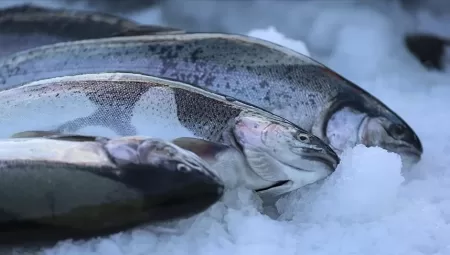 Doğu Karadeniz’den Türk Somonu İhracatında Rekor Gelir!