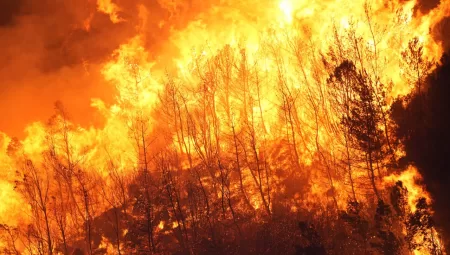 🔥 Türkiye’de Orman Yangınlarının Nedeni Belli Oldu!